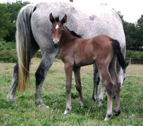 ARABE BARBE (POULICHE)